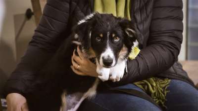 Yliopistollinen eläinsairaala: Sona-koiranpentu ja vaikea päätös