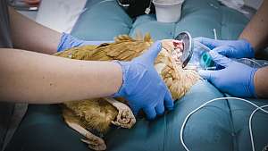 Yliopistollinen eläinsairaala: Terapiakanan vatsavaivat
